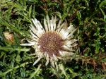 Silberdistel