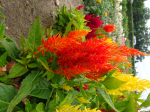 Orange Federbusch-Celosie