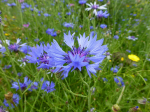 Blaue Kornblume (Wildform)