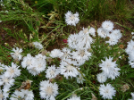 Weie Kornblume