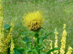 Riesenbltige Flockenblume