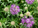 Percken-Flockenblume