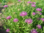 Einkpfige Flockenblume