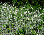 Bodendecker-Hornkraut, Filziges Hornkraut