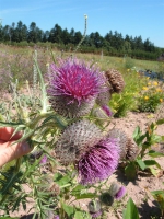 Groe Woll-Distel