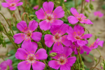 Cisanthe