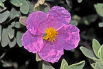 Weifilzige Cistrose