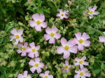 Hellrosa Cistrose (winterhart)