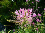 Spinnenblume