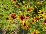Sternbltiges Mdchenauge