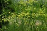 Dill 'Blattreicher'