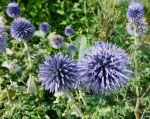 Blaue Kugeldistel