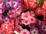 Einjhriger Phlox, Flammenblume