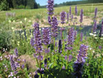 Fenchel-Agastache