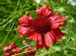 Rote Kokardenblume