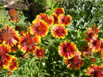 Niedrige Rot-Gelbe Kokardenblume