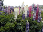 Garten-Lupine (Bunte Mischung)