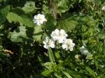 Gefllte Sumpf-Schafgarbe