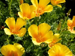 Gelber Kalifornischer Goldmohn
