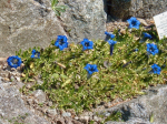 Blauer Alpen-Enzian
