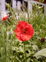 Rote Nelkenwurz