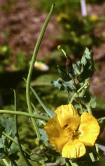 Gelber Hornmohn