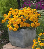 Goldgelbe Studentenblume, Tagetes