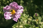 Graubehaarte Cistrose (Arznei-C.) Graubehaarte Cistrose (Arznei-C.)