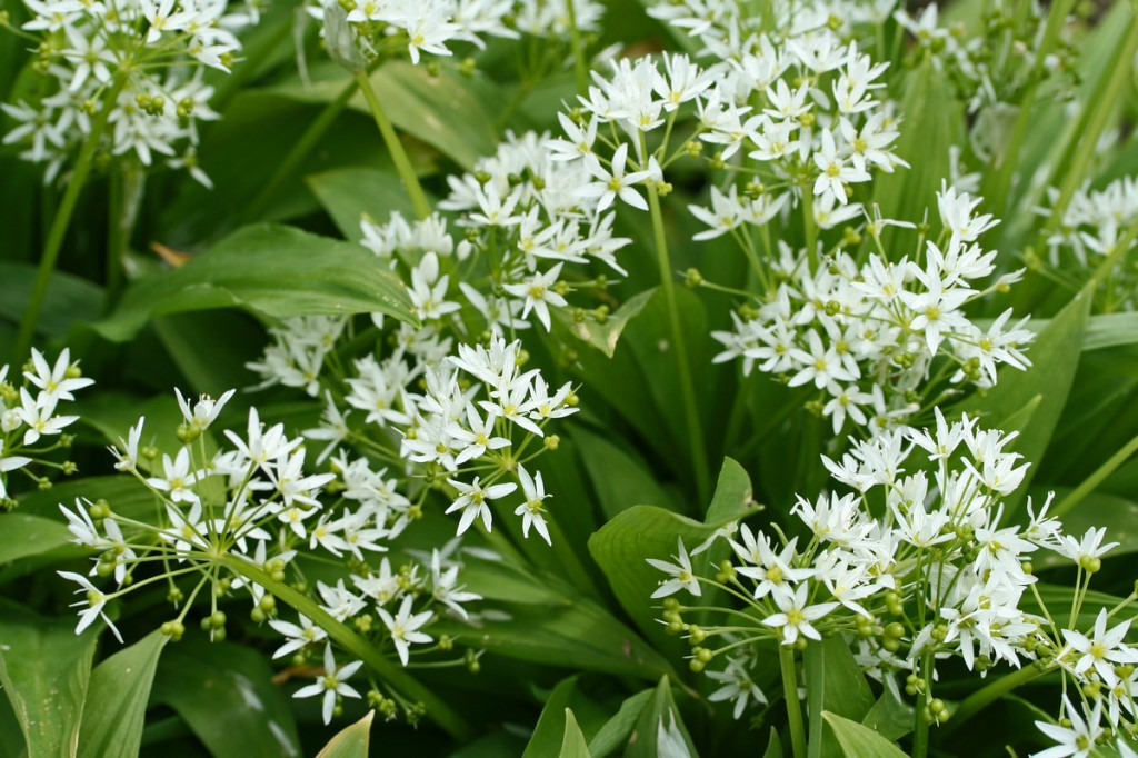 Bärlauch Wald-Knoblauch Allium ursinum Samen Saatgut Saat Profiqualität 