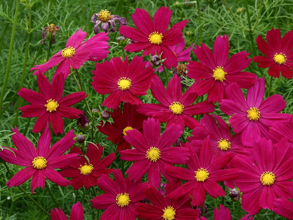 50 Samen Cosmos Bipinnatus Pied Piper Rot Hh Jährliche Blume 