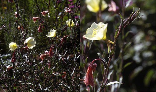 Duft Nachtkerze Oenothera odorata Blume Duft 200 Samen MENGENRABATT !!!