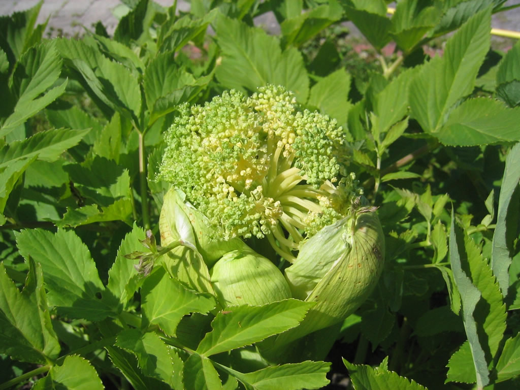 Pflanzen-Vielfalt - der Saatgut-Shop: Stauden-Samen, Beet-Stauden ...