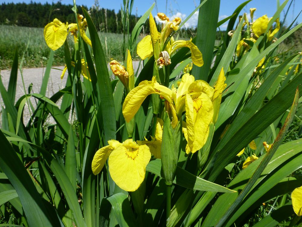 Iris Gelb Flagge Iris Pseudacorus 40 Samen - Mehrjährige Blumen 