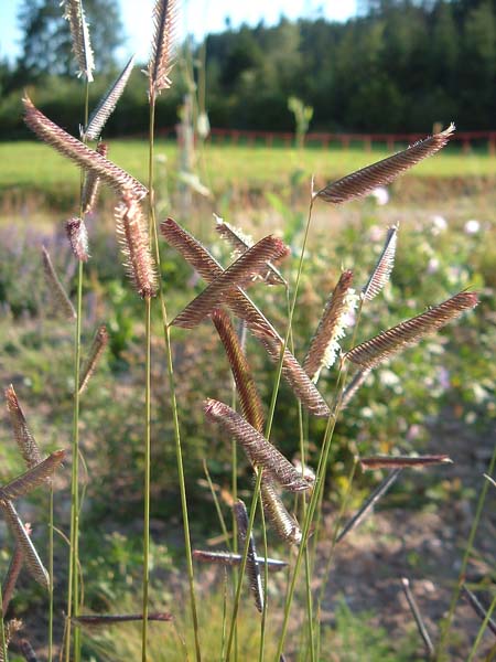 Bouteloua gracilis 200 Samen Moskitogras frühe Blüte ungewöhnliches Ziergras