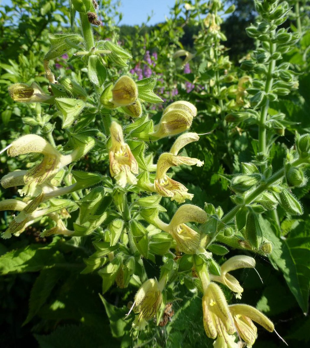 Klebriger Salbei Salvia glutinosa 