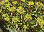 Groes Gold-Sedum