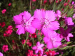 Heidenelke (Wildform)
