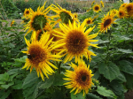 Stern-Sonnenblume