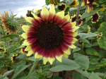 Mehrfarbige Sonnenblume