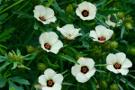 Stundenblume