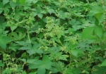 Japanischer Hopfen