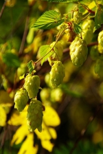 Hopfen