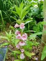 Balsamine
