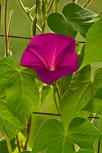 Rote Trichterwinde