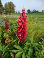 Karminrote Garten-Lupine