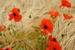Klatschmohn