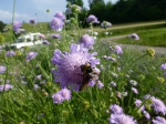 Wiesen-Witwenblume