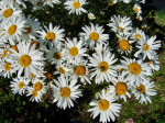 Niedrige Garten-Margerite