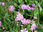 Lilarosa Kreuzkraut