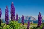 Blaue Wildlupine